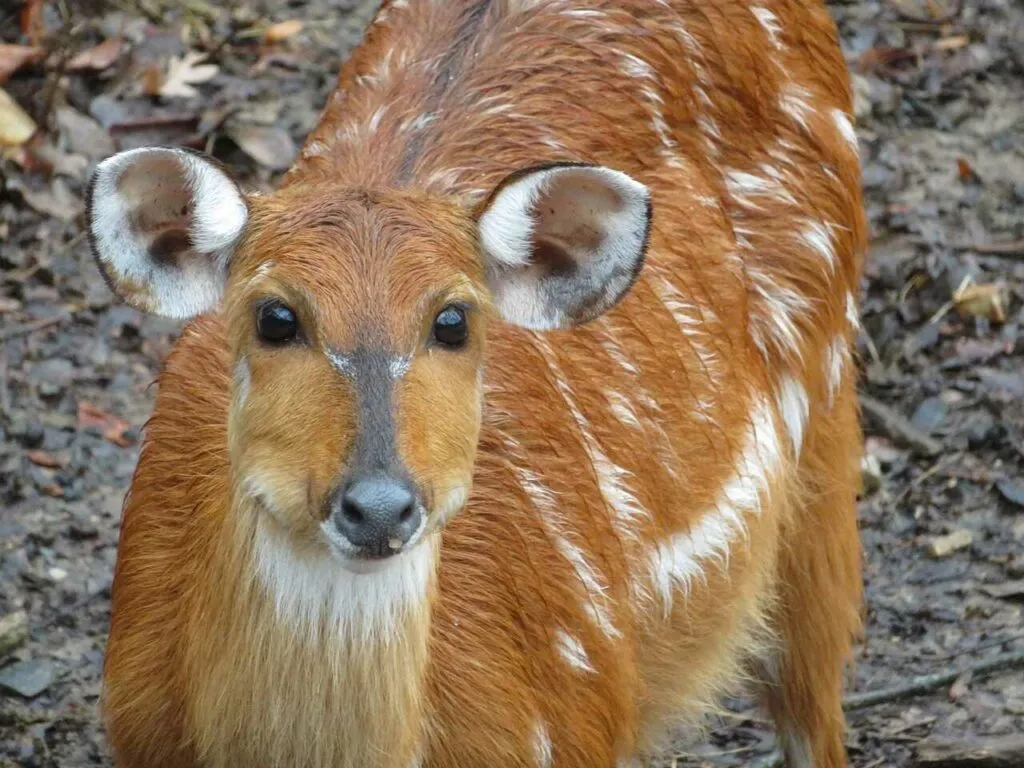 Sitatunga