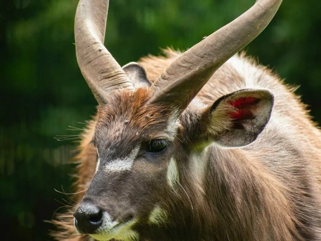 Sitatunga