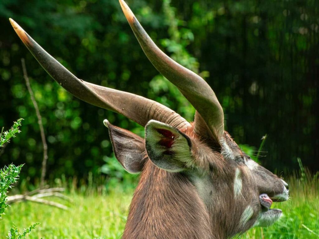 Sitatunga