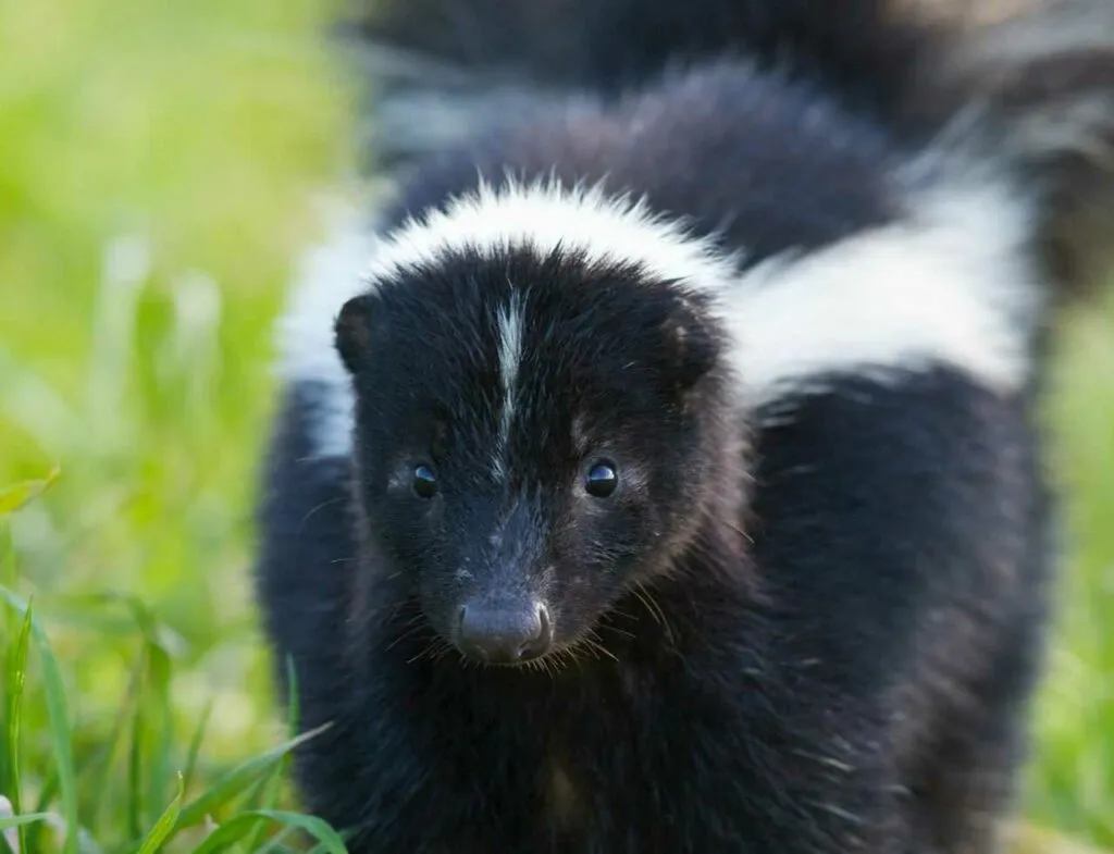 Skunk