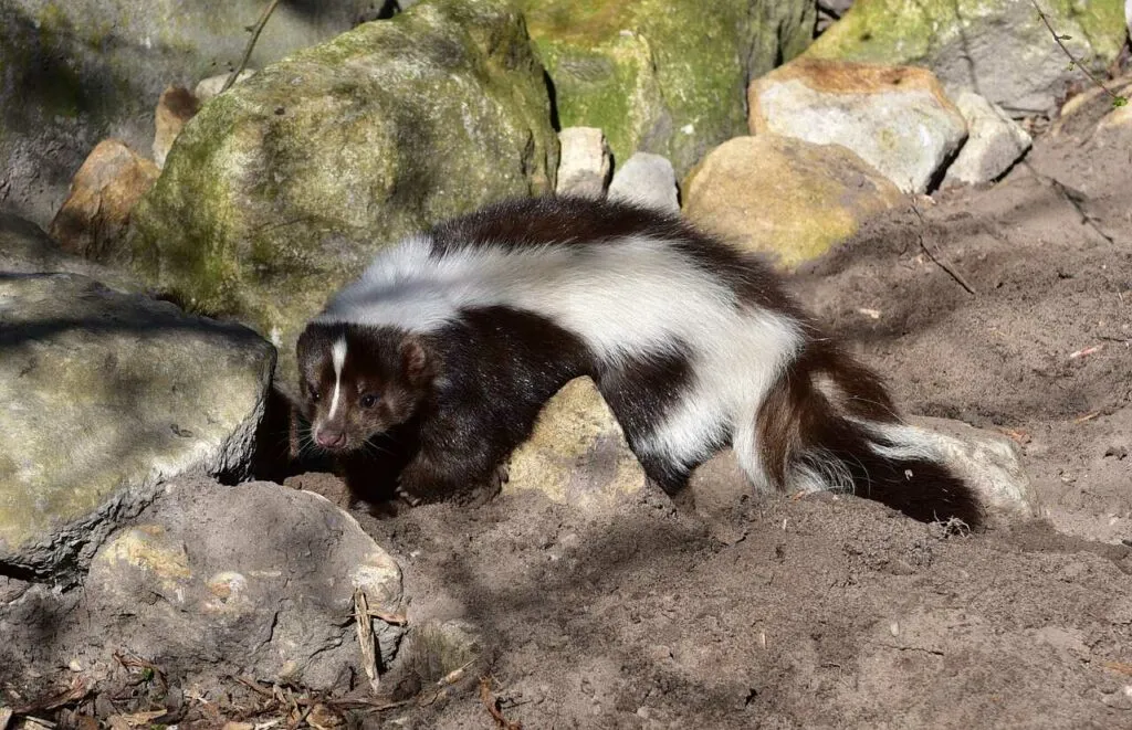 Skunk