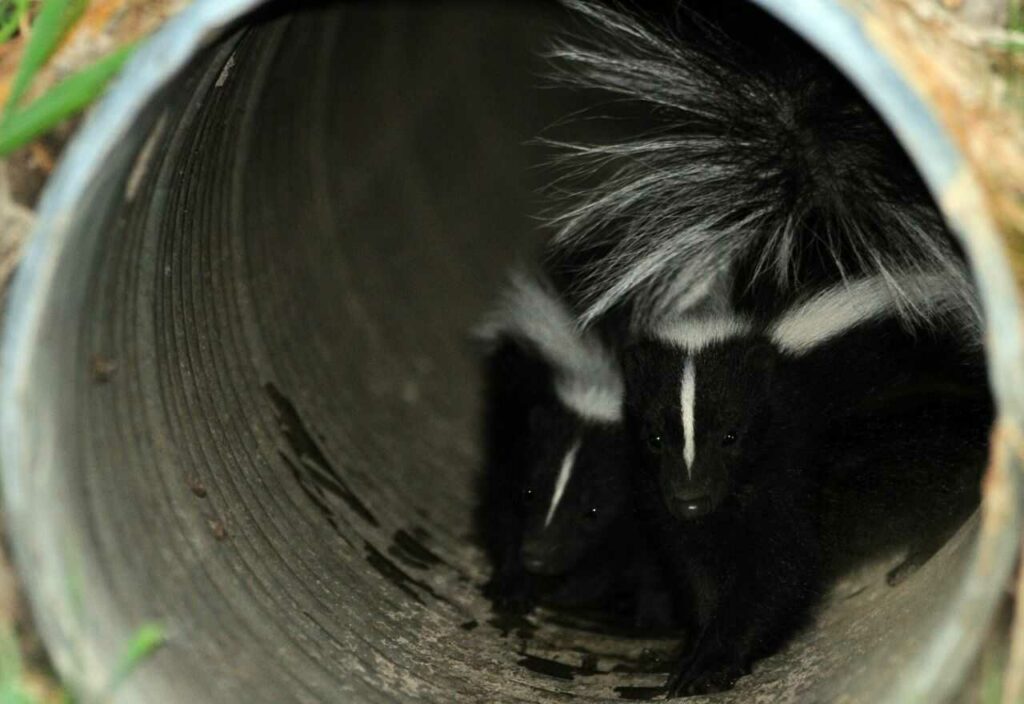 Skunk