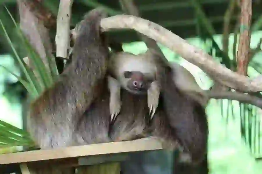 Sloth