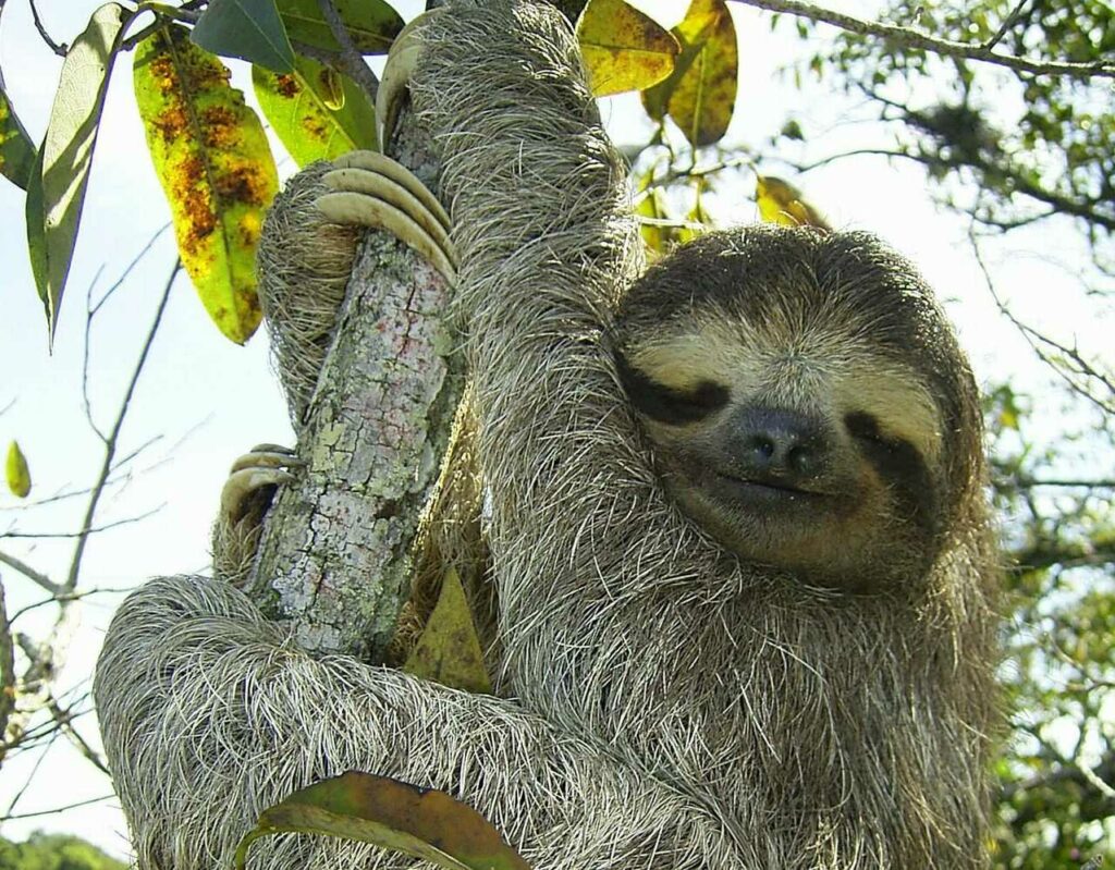 Sloth