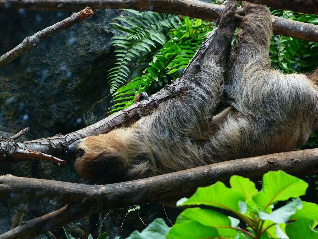 Sloth