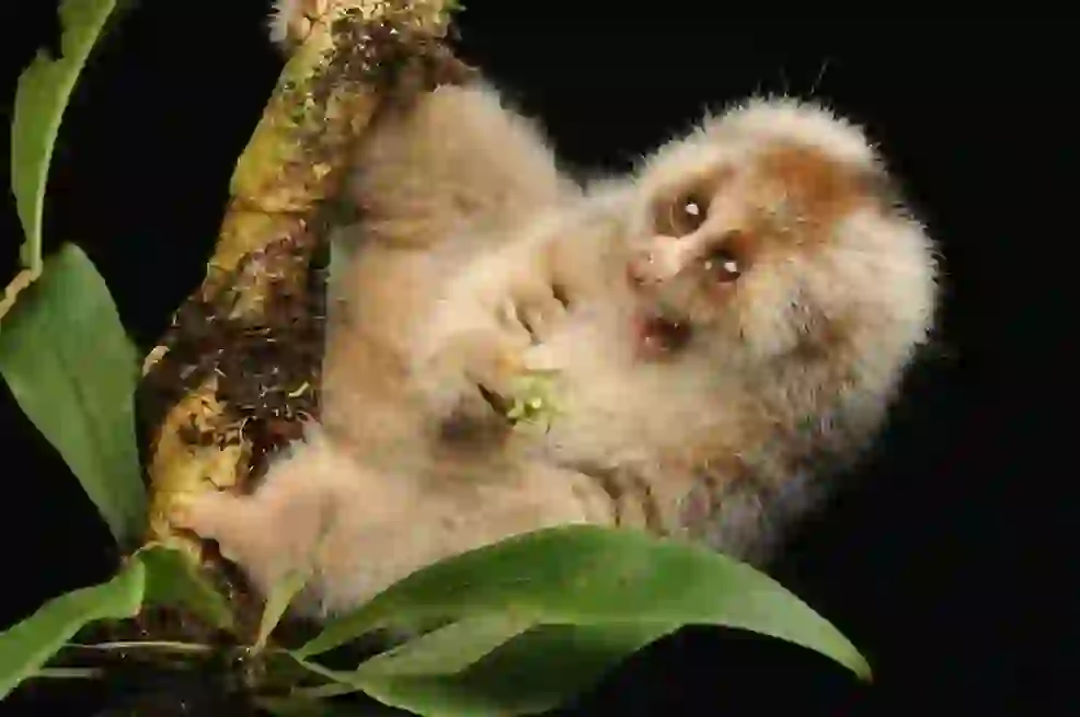 Slow Loris