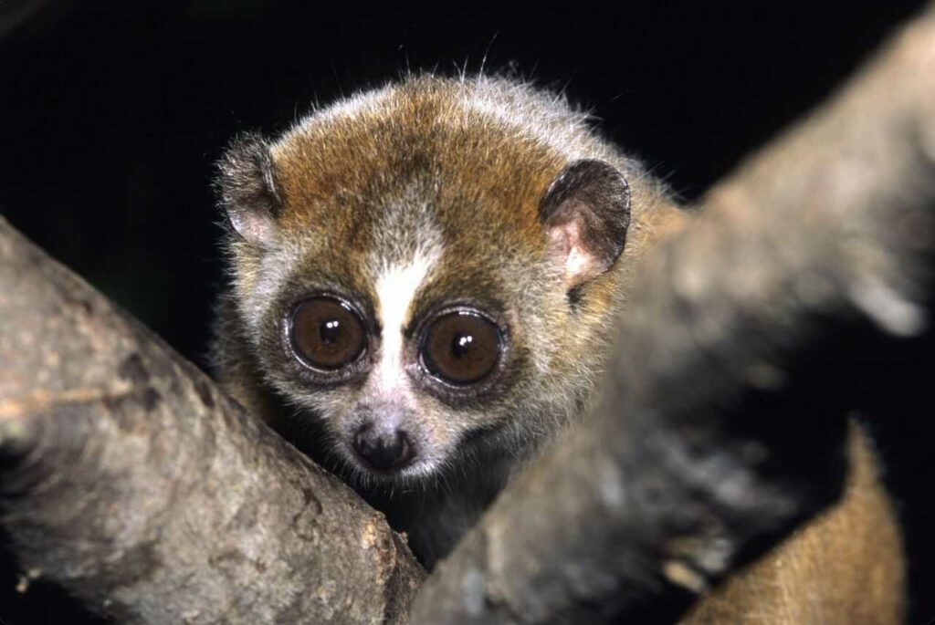 Slow Loris