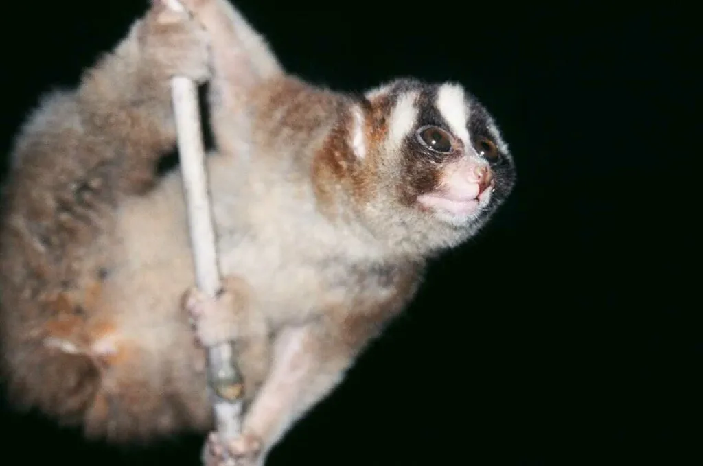 Slow Loris