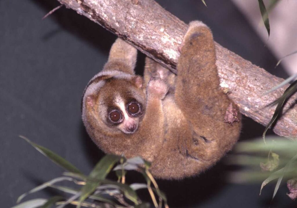 Slow Loris