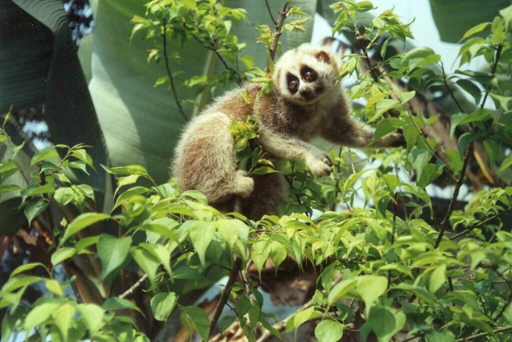 Slow Loris