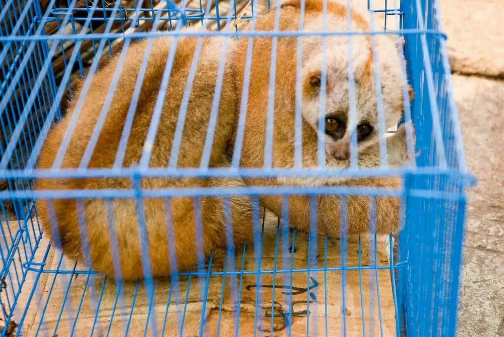 Slow Loris