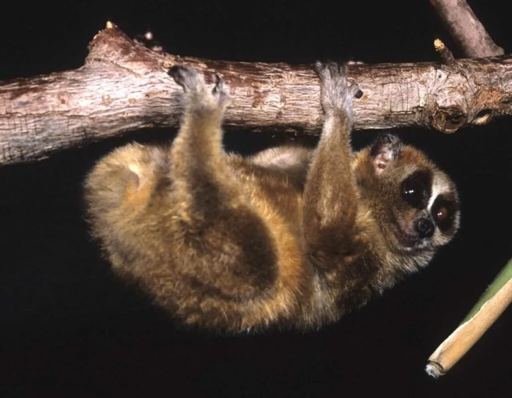 Slow Loris