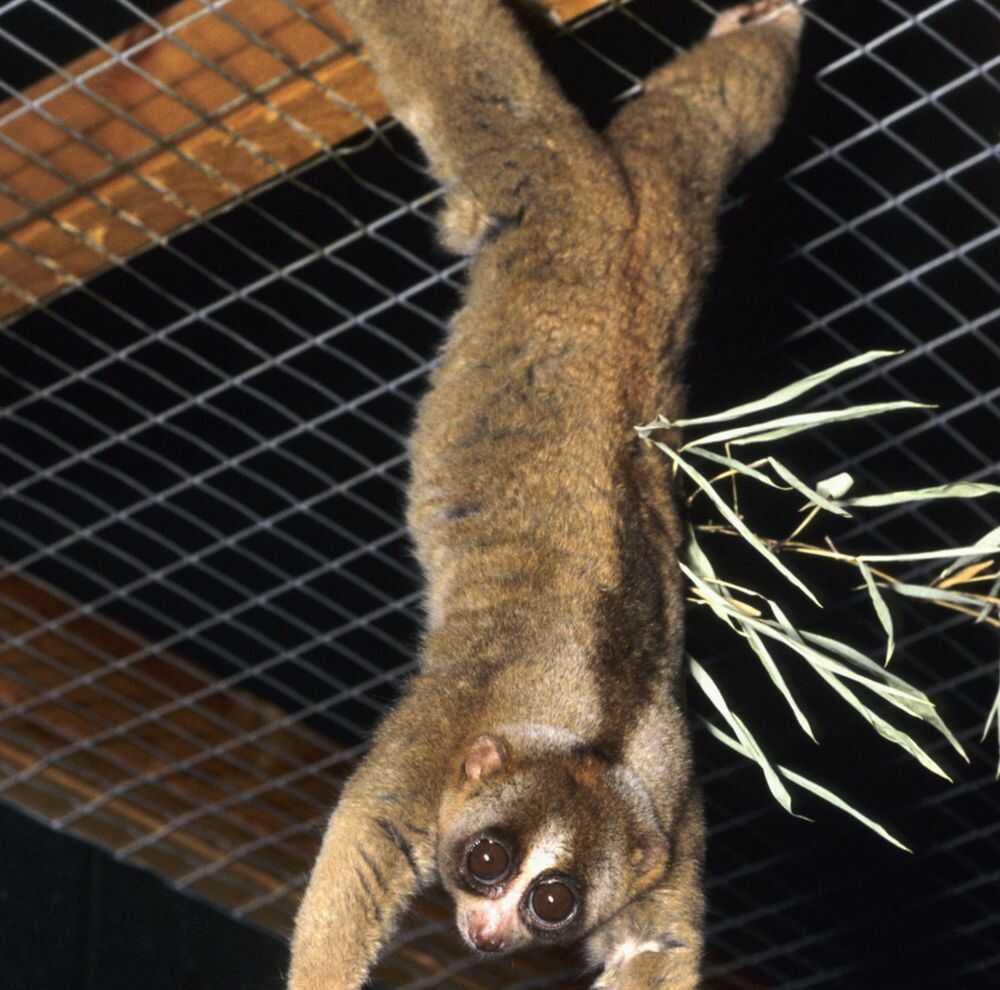 Slow Loris