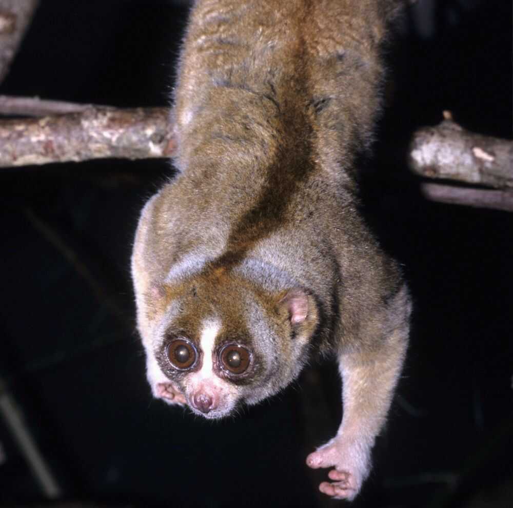 Slow Loris