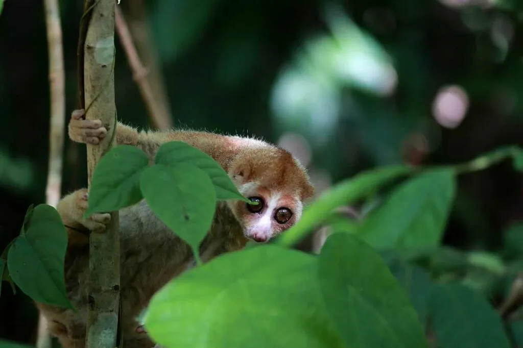 Slow Loris