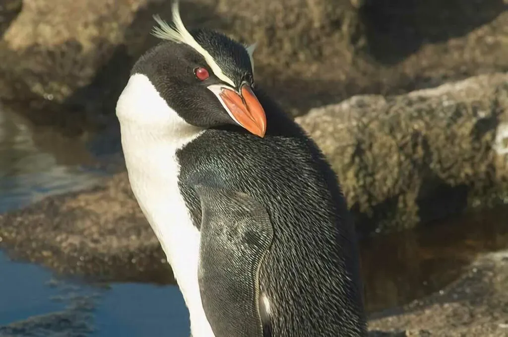 スネアーズペンギン