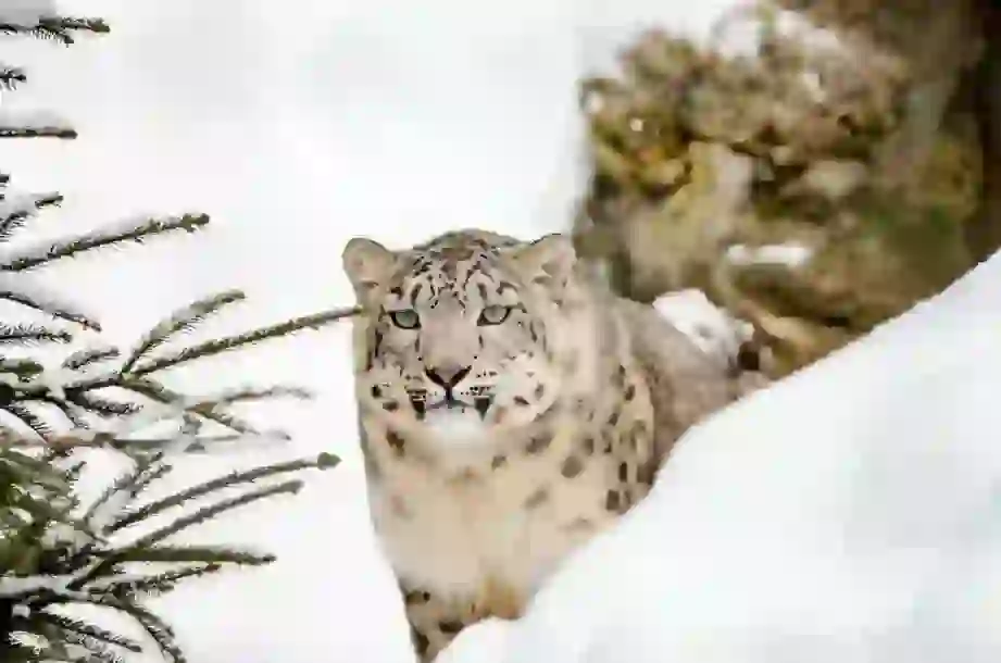 ユキヒョウ