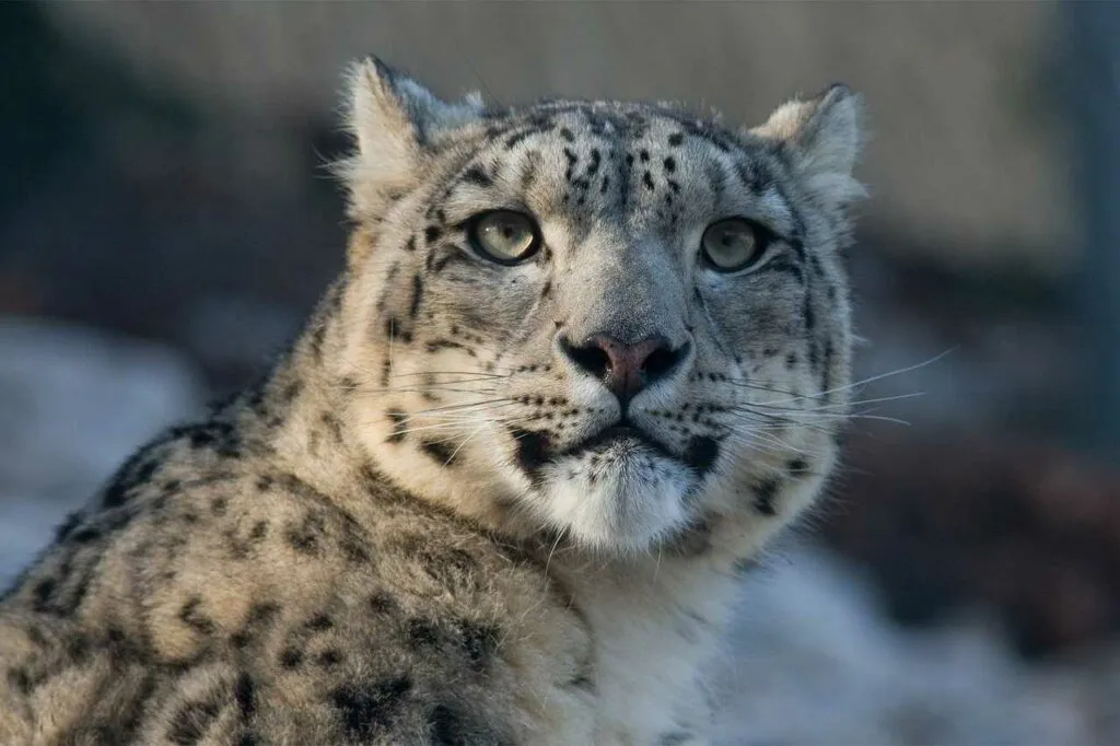 Snow Leopard