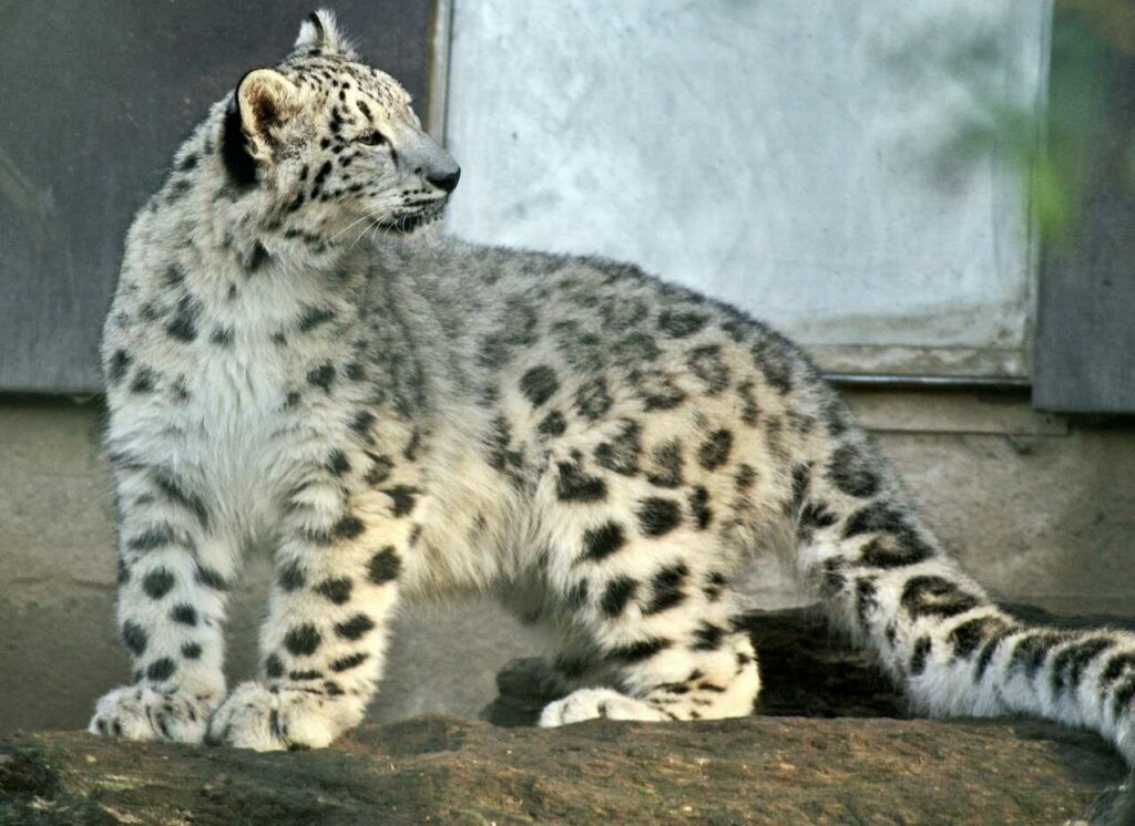 Snow Leopard