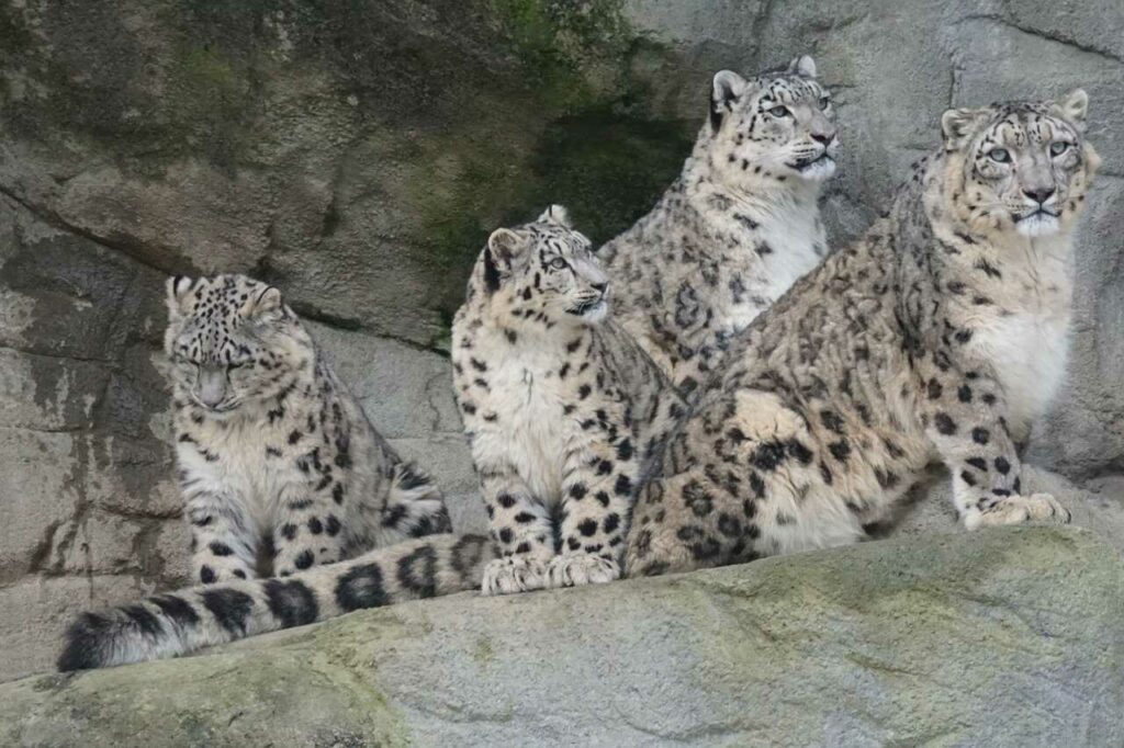 Snow Leopard