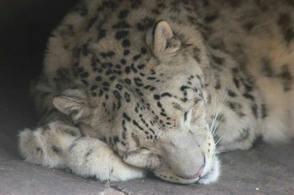 Snow Leopard