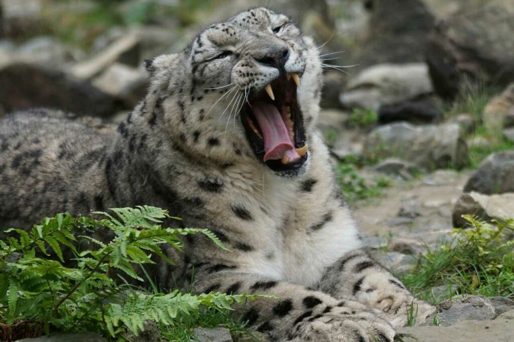 Snow Leopard