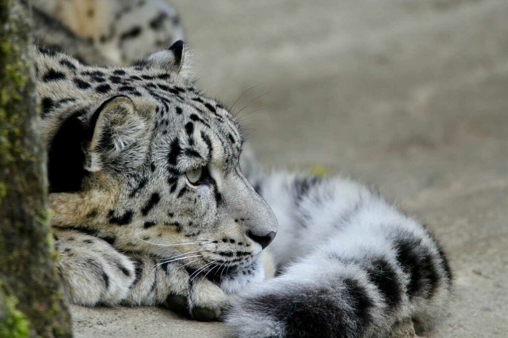 Snow Leopard