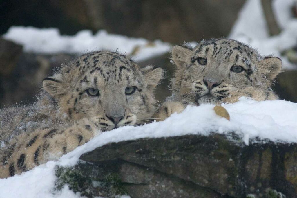 Snow Leopard