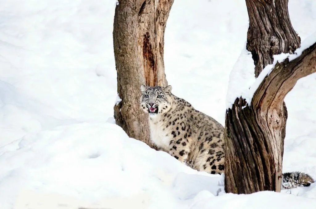 Snow Leopard