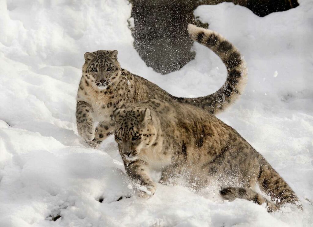 Snow Leopard