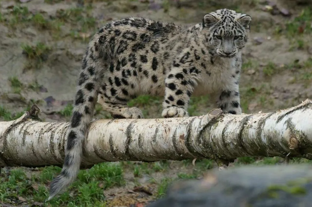 Snow Leopard