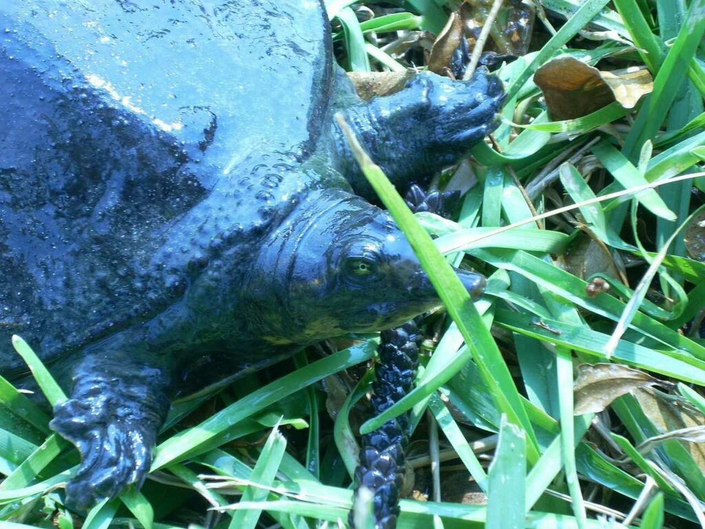 Soft-shelled Turtle