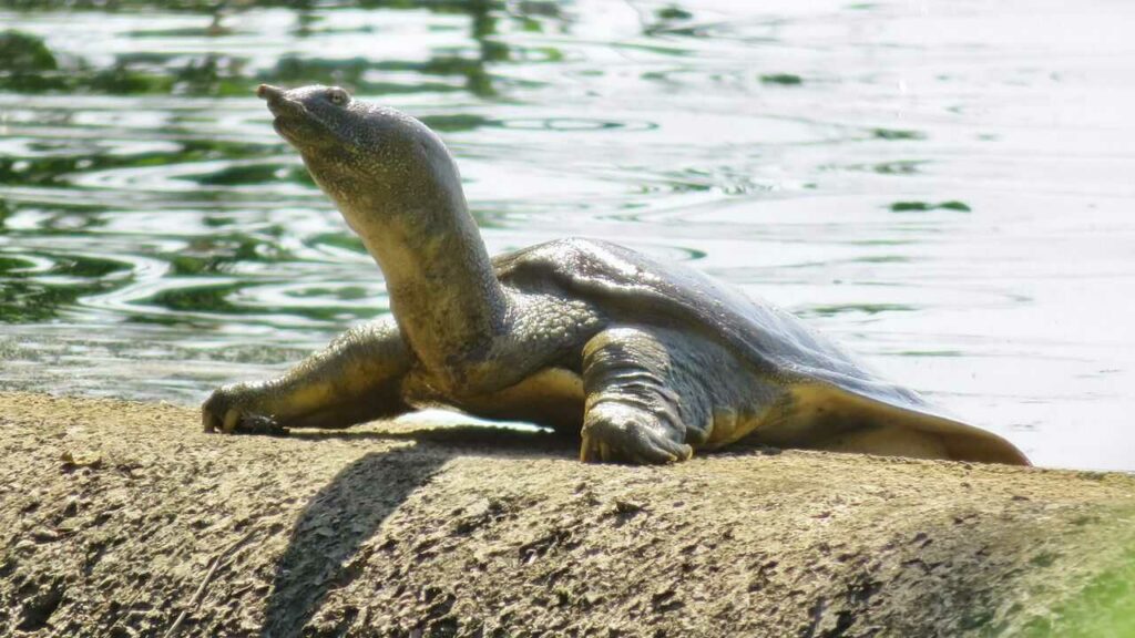 Soft-shelled Turtle