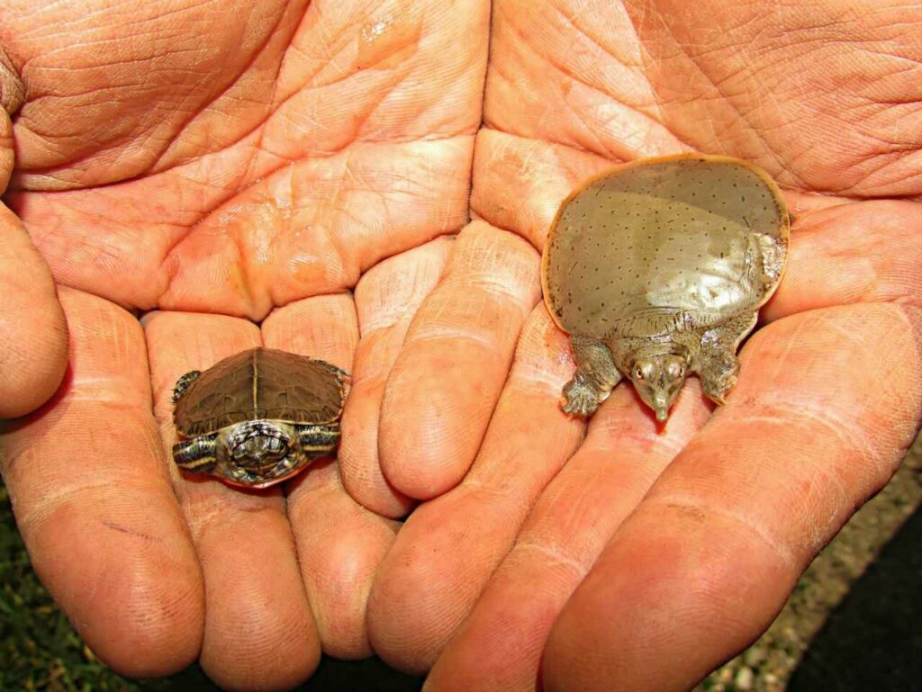 Soft-shelled Turtle