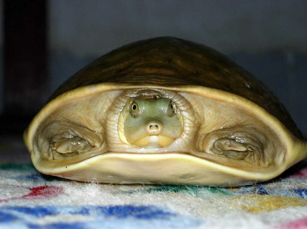 Soft-shelled Turtle