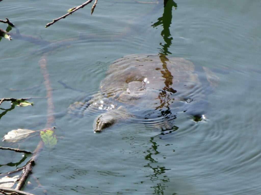 Soft-shelled Turtle