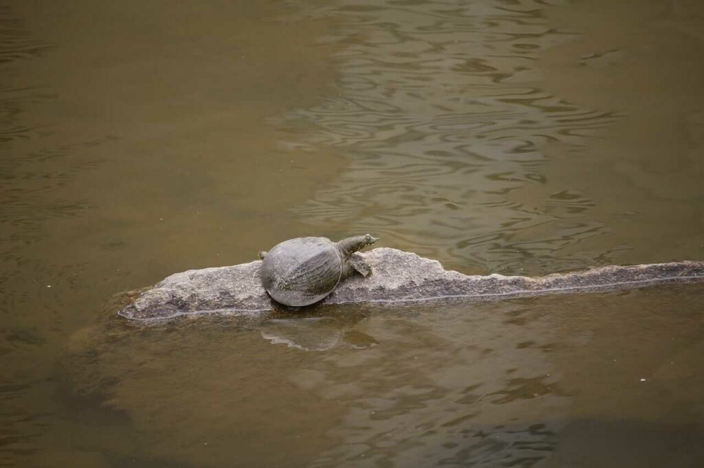 Soft-shelled Turtle