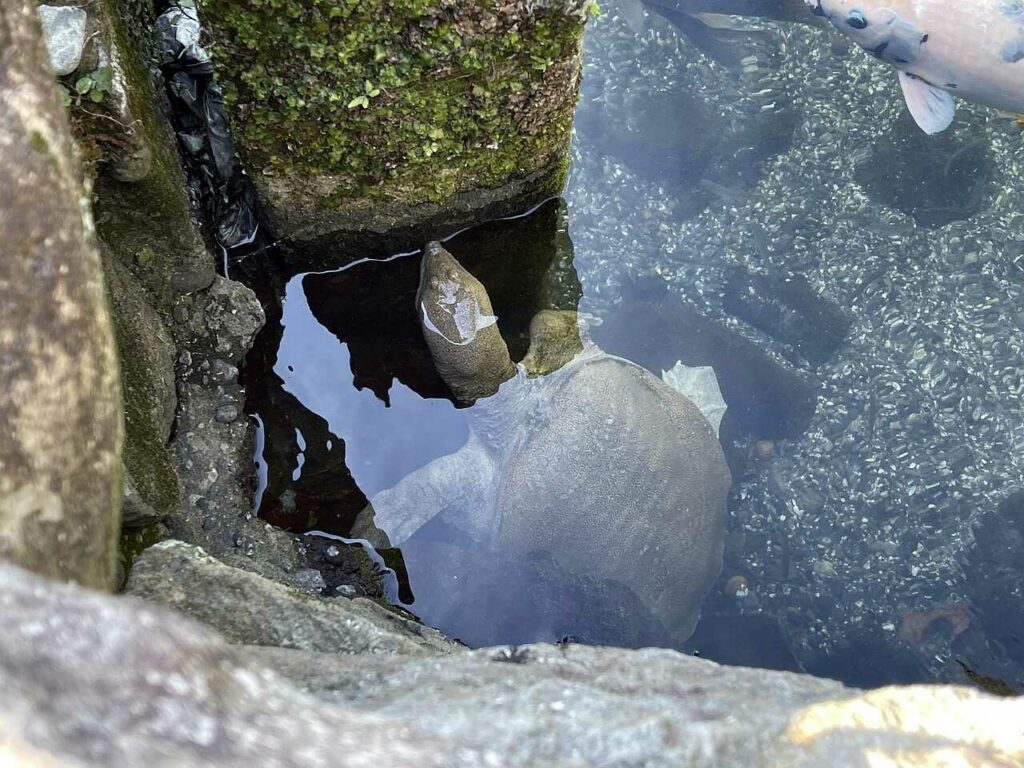 Soft-shelled Turtle