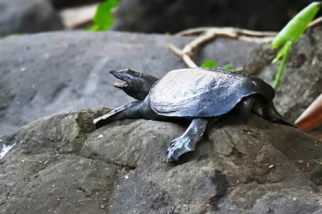 Soft-shelled Turtle