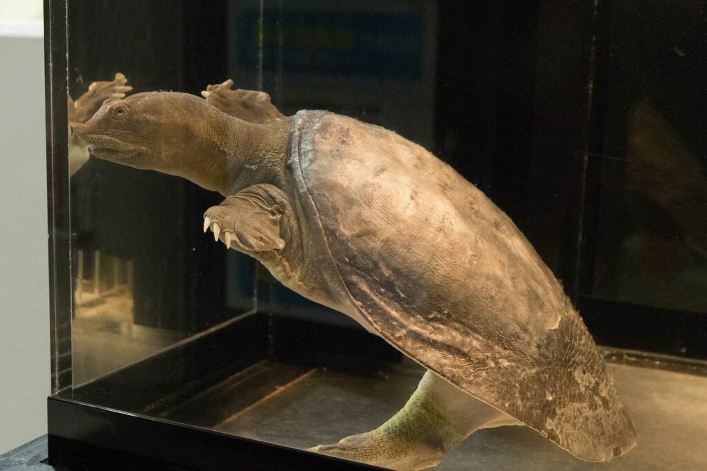 Soft-shelled Turtle