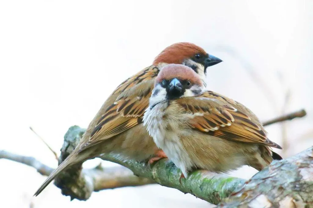 Sparrow