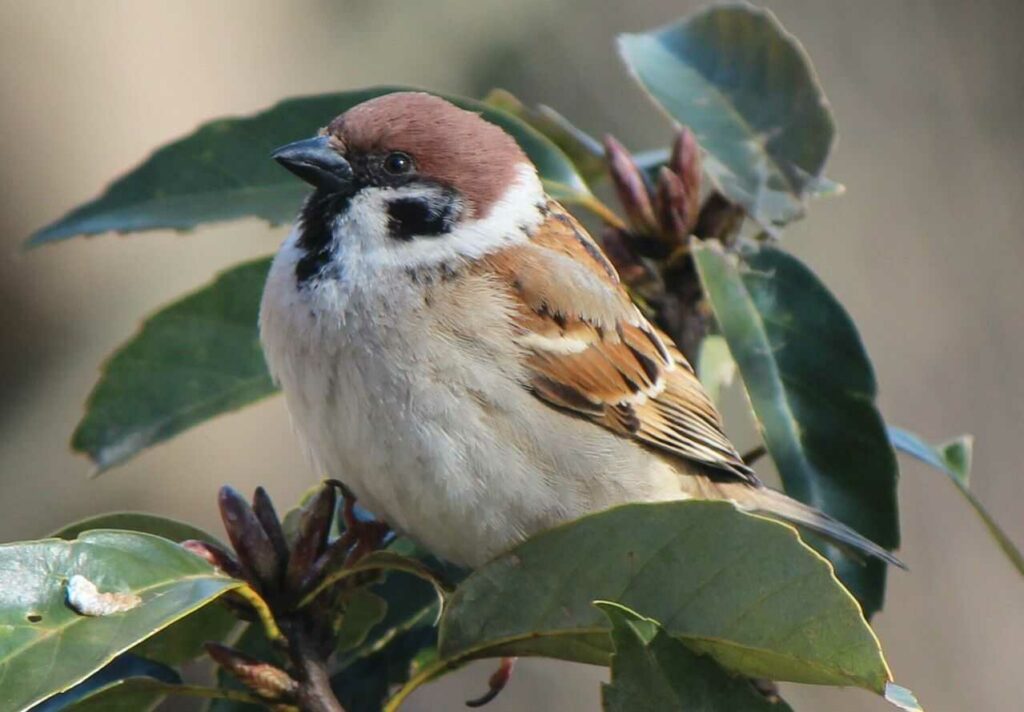 Sparrow