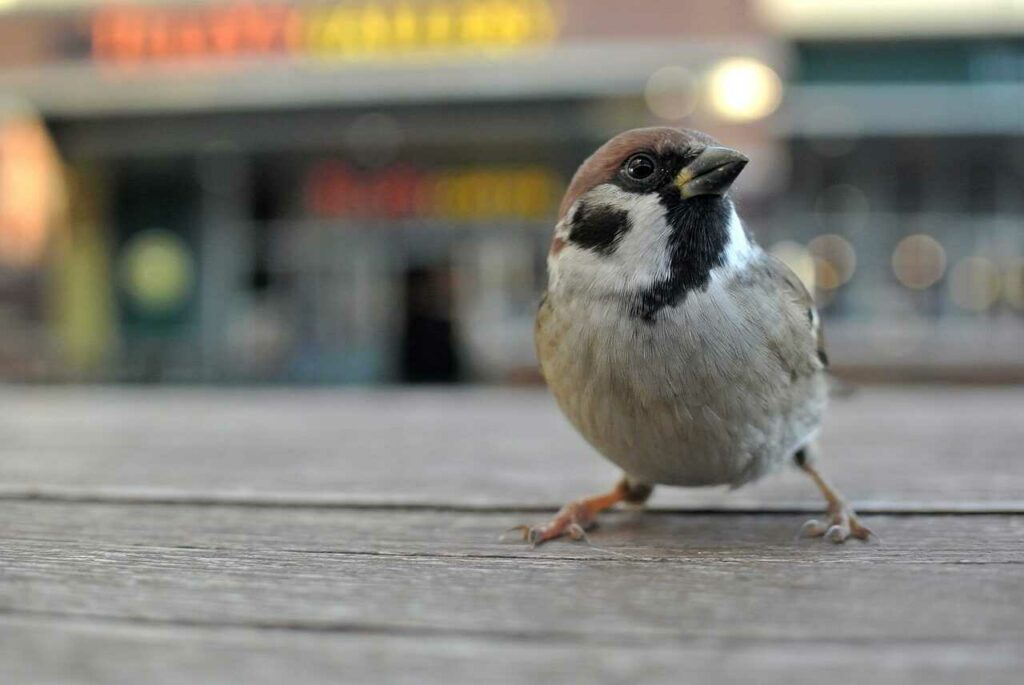 Sparrow