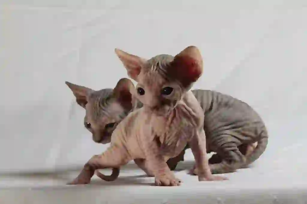 Sphynx