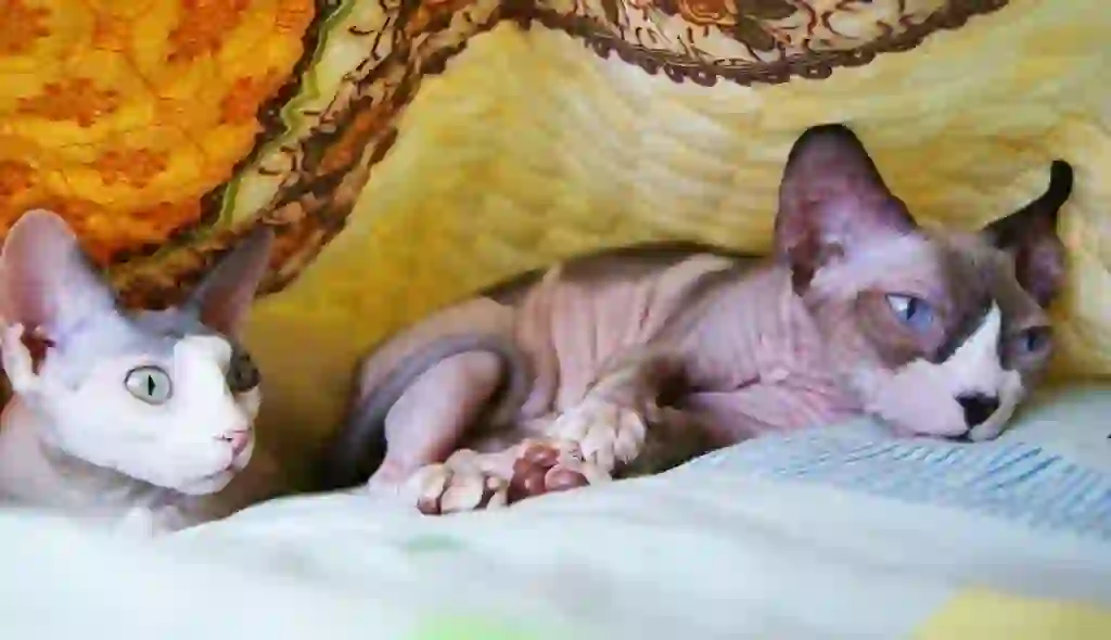 Sphynx