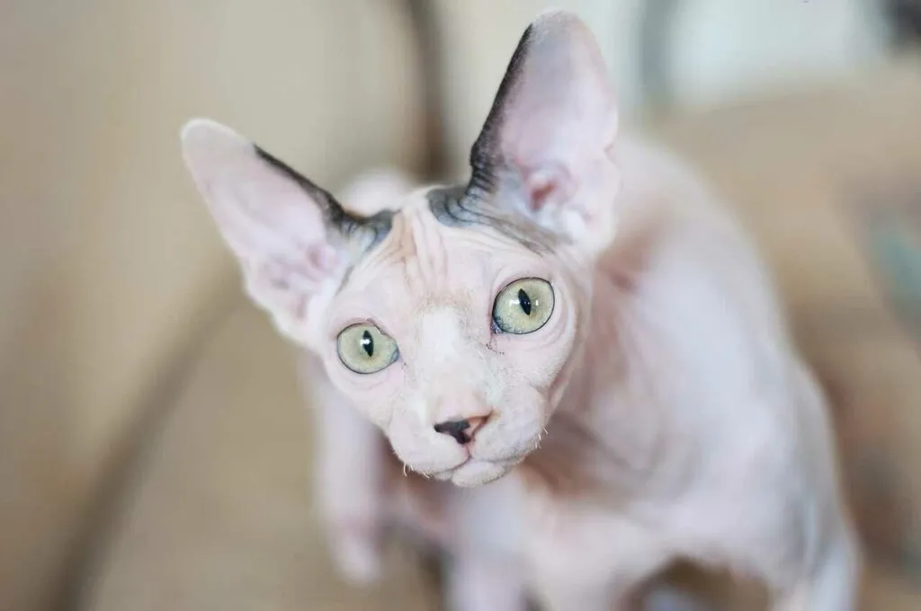 Sphynx