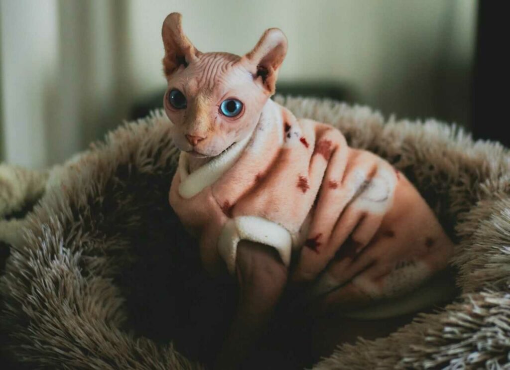 Sphynx