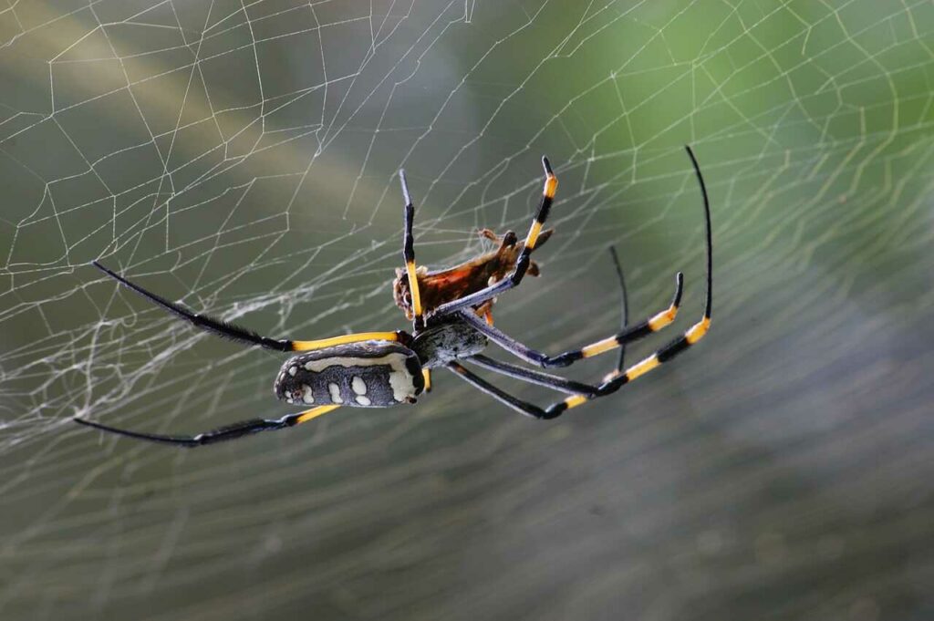 Spider