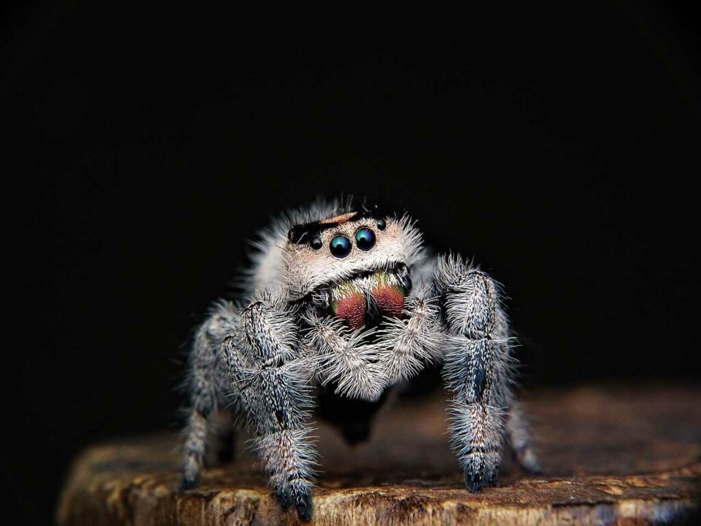 Spider