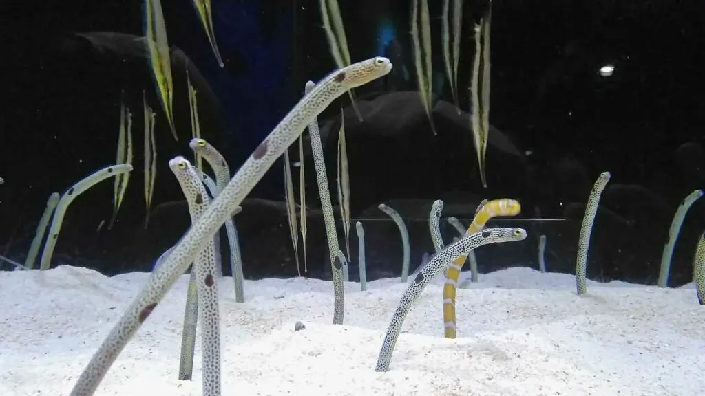 Spotted Garden Eel